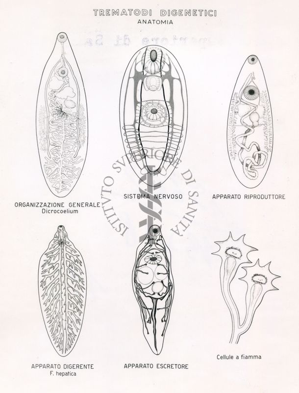 Trematodi digenetici