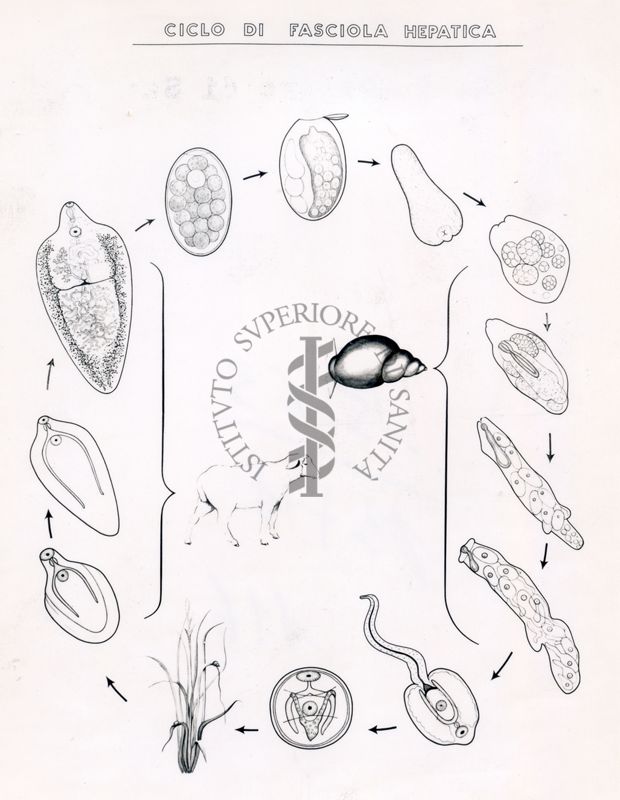 Ciclo di Fasciola Hepatica