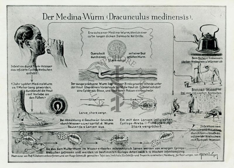 Biologia del verme di Medina