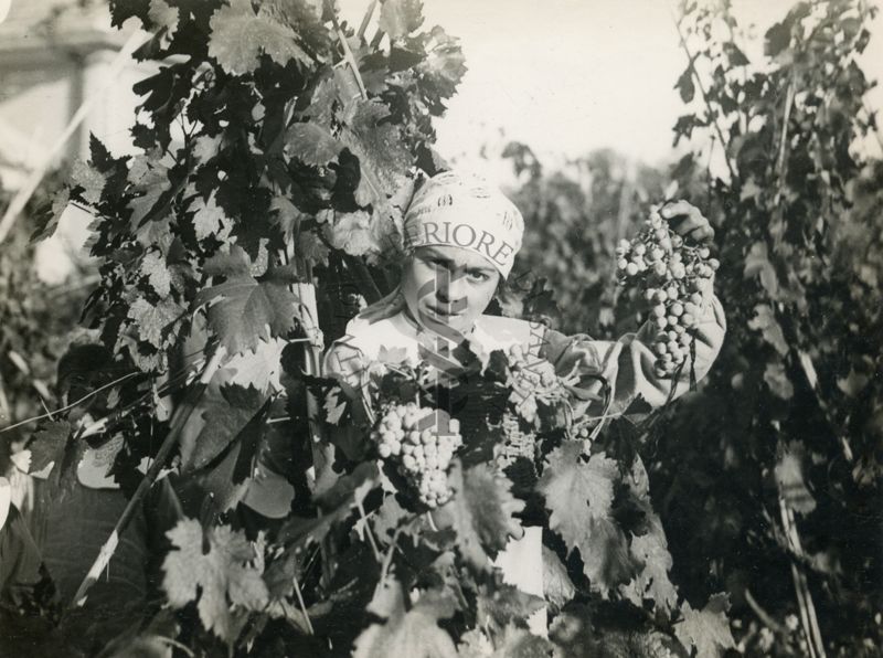 Bambina tra le viti alla festa della vendemmia nella Colonia Antimalarica "Bartolomeo Gosio"