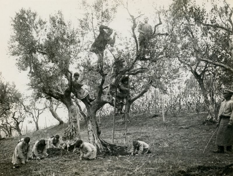 Raccolta delle olive nella Colonia Antimalarica "Bartolomeo Gosio"