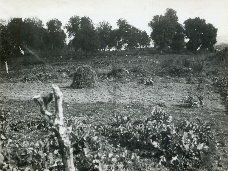 Terreno dove si doveva costruire il grande sanatorio antimalarico del Lazio