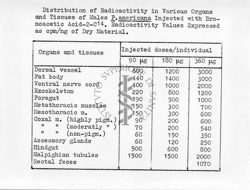 Distribuzione della radioattività nei vari organi e tessuti di Periplaneta inoculata con Acido Bromoacetico - 2 - C. 14.