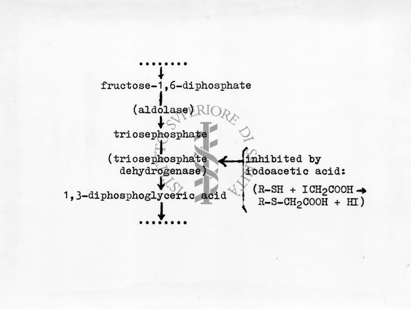 Parte del ciclo glicolitico