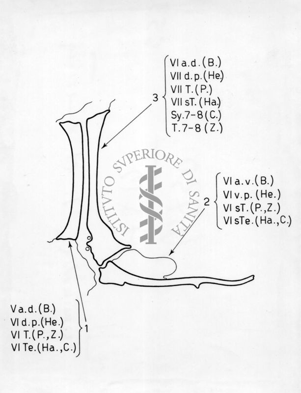 Terminalia di musca domestica