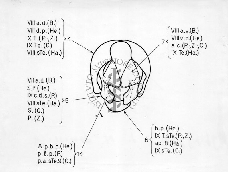 Hypopygium di musca domestica