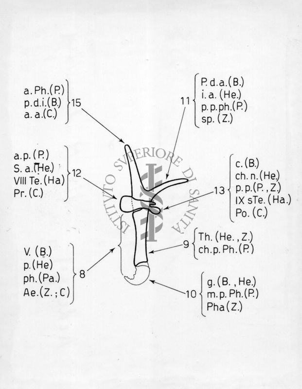 Aedeagus di musca domestica