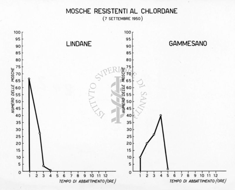 Diagrammi comparativi riguardanti la resistenza delle mosche al Chlordane (Lindane e Gammesano) il 7 settembre 1950