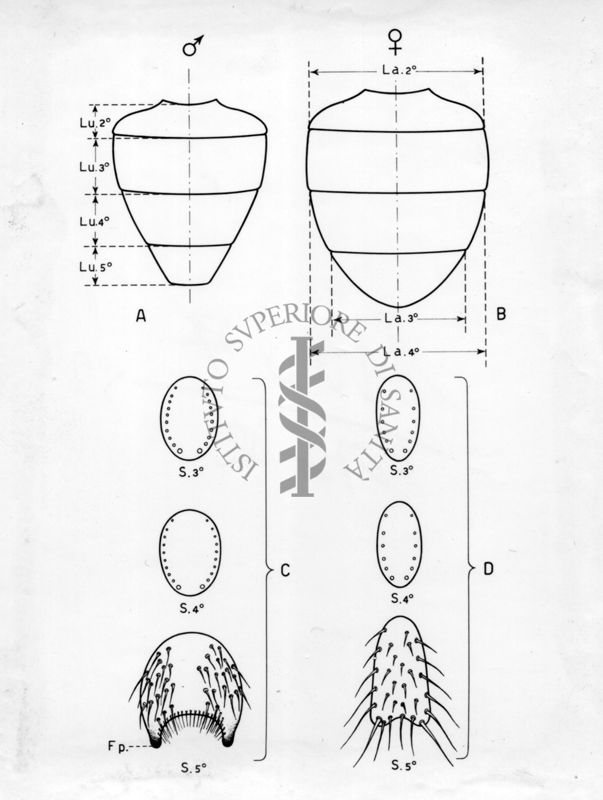 Disegno riguardante il dimorfismo sessuale in musca domestica