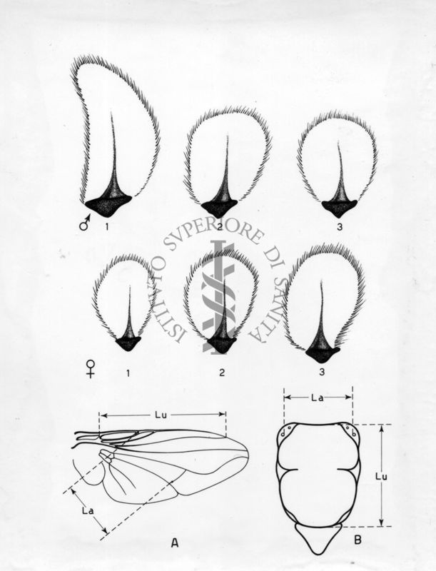 Disegno riguardante il dimorfismo sessuale in musca domestica