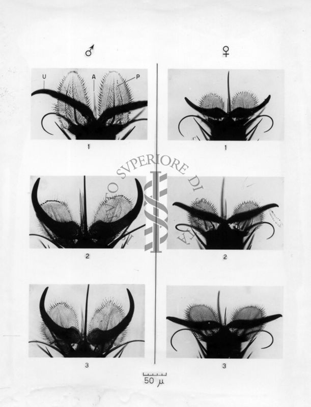 Disegno riguardante il dimorfismo sessuale in musca domestica