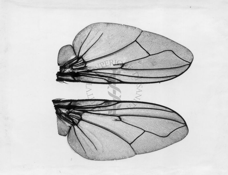 Ali di musca domestica  Linnaeus con mutazioni alle nervature