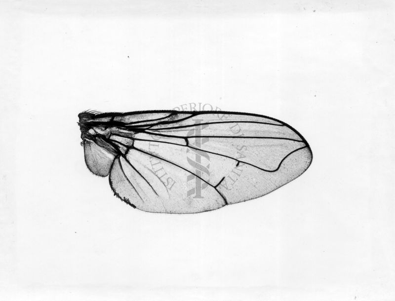 Ali di musca domestica  Linnaeus con mutazioni alle nervature