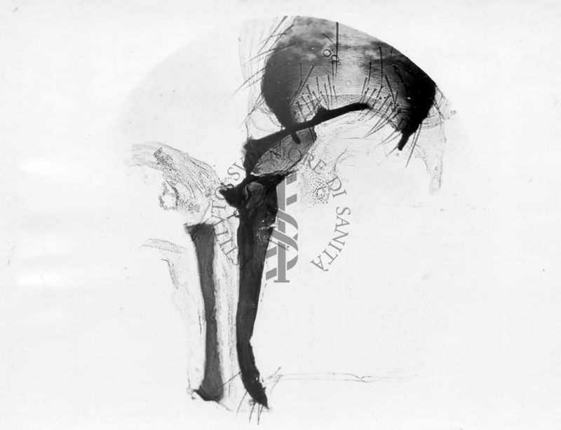 Terminalia normali di musca domestica