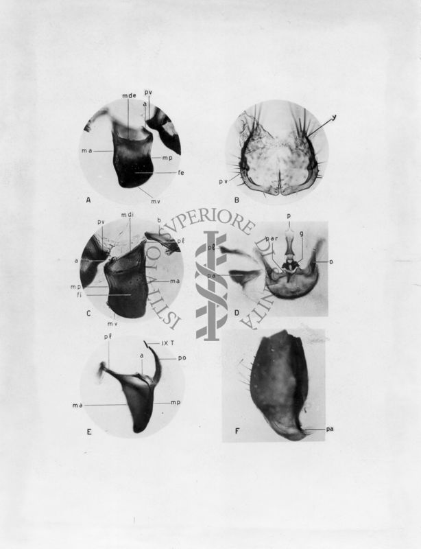 Organi della riproduzione in musca domestica