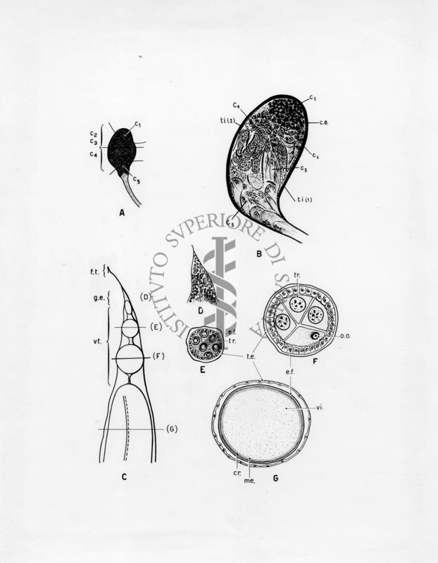 Organi della riproduzione in musca domestica