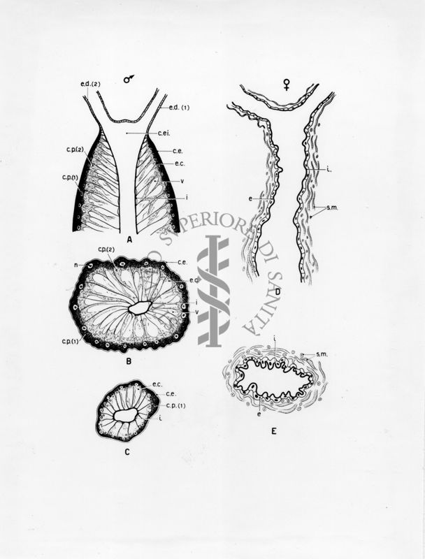 Organi della riproduzione in musca domestica