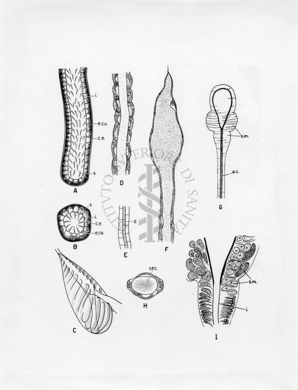 Organi della riproduzione in musca domestica