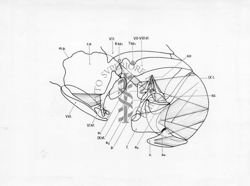 Organi della riproduzione in musca domestica