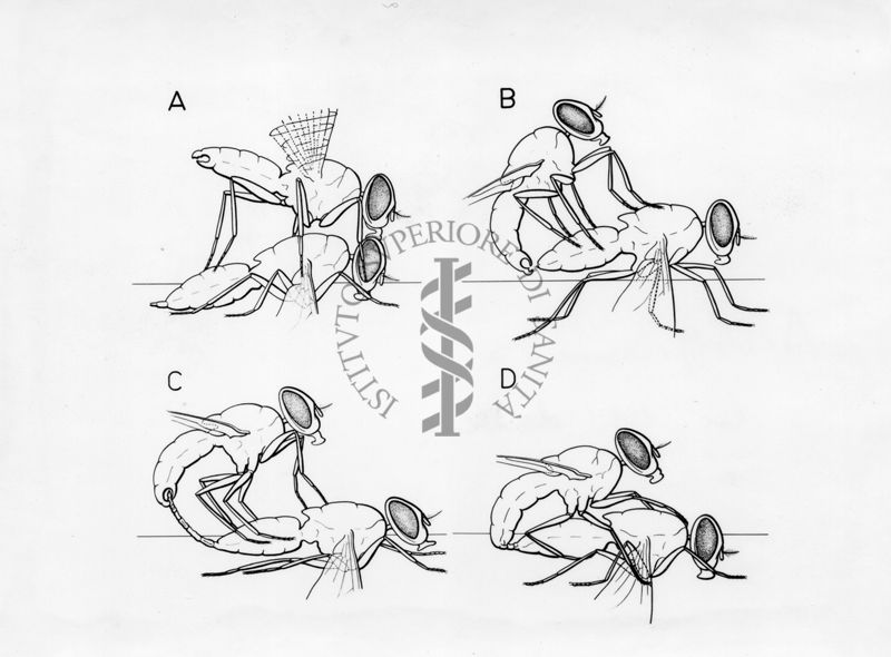 Accoppiamento in musca domestica