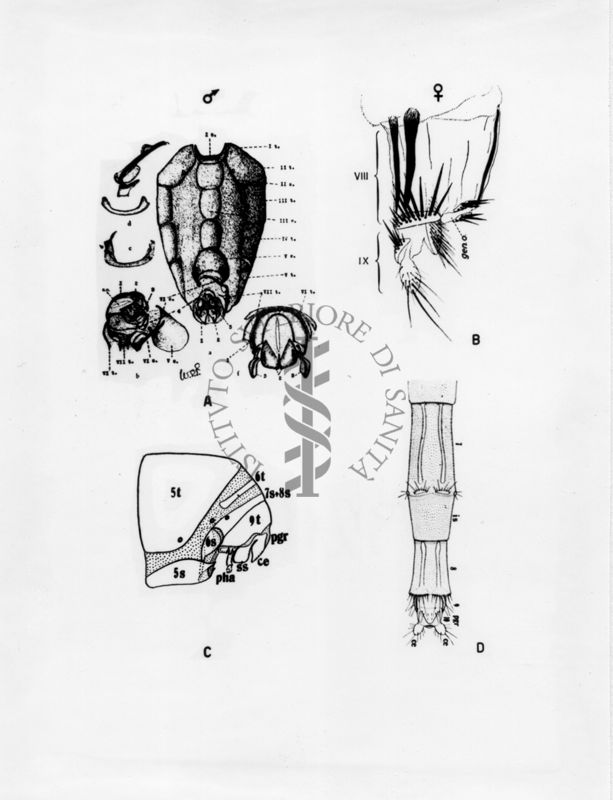 Organi della riproduzione in musca domestica