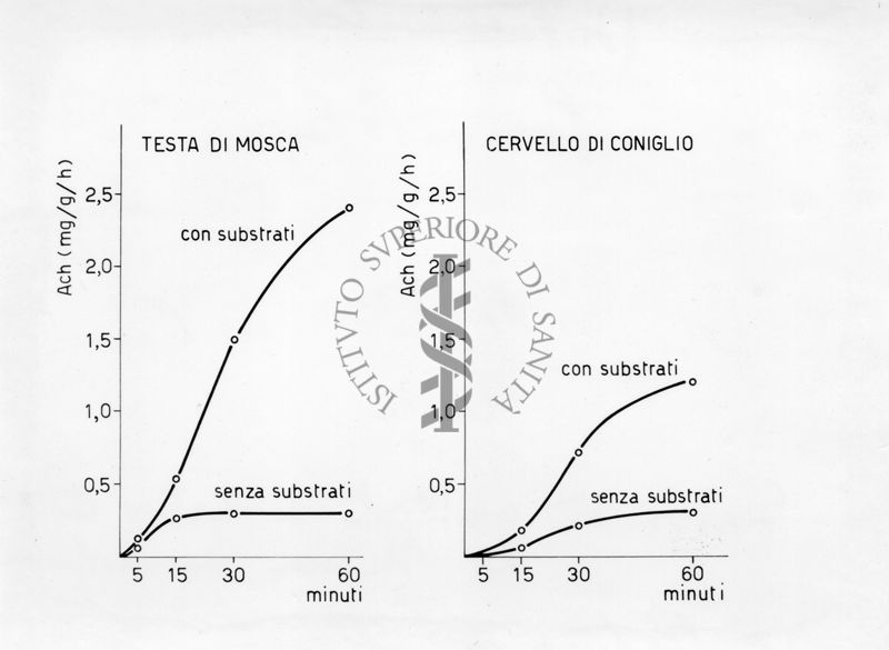 Sintesi di acetilcolina nella testa di musca domestica