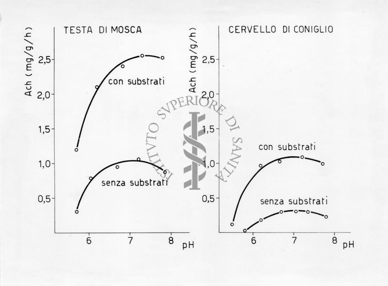 Sintesi di acetilcolina nella testa di musca domestica