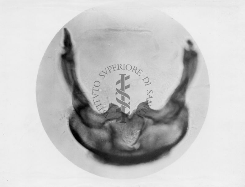 Genitali esterni maschili di musca domestica