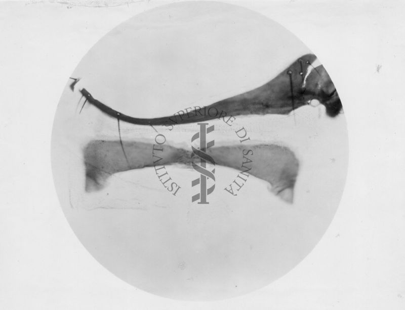 Genitali esterni maschili di musca domestica