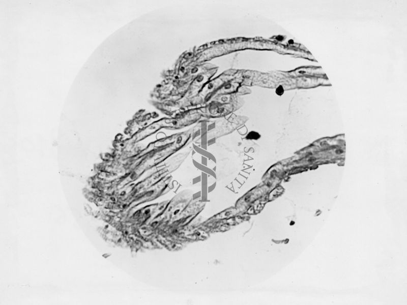 Genitali interni femminili di musca domestica