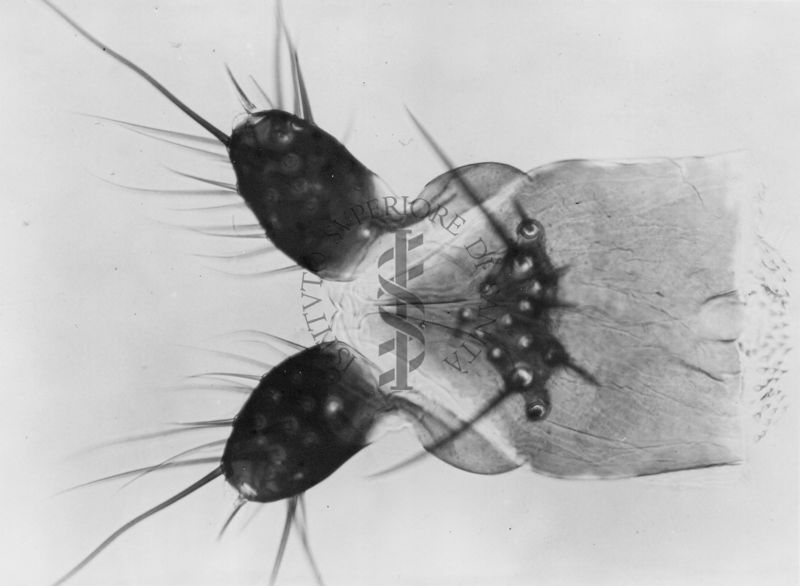 Genitali esterni femminili di musca domestica