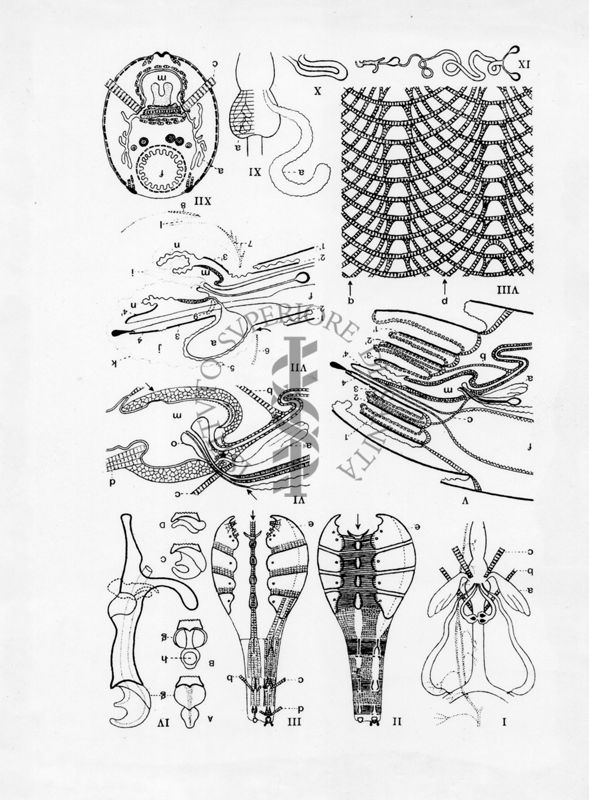 Organi riproduttivi femminili di musca domestica secondo G. Smith