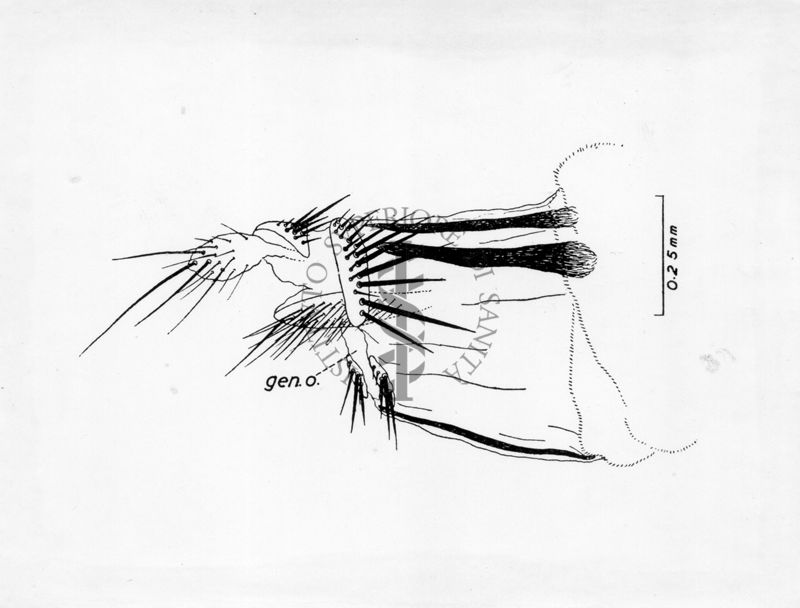 Ovopositore di musca domestica secondo Chi Ho