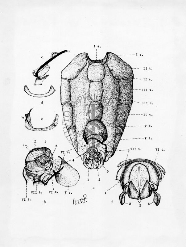 Addome di musca domestica secondo W. Patton