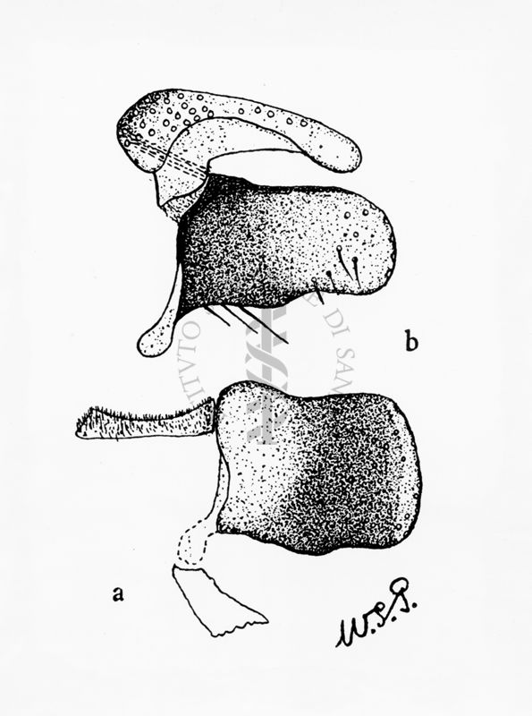 Forcipi (particolari dei terminali) di musca domestica secondo W. Patton