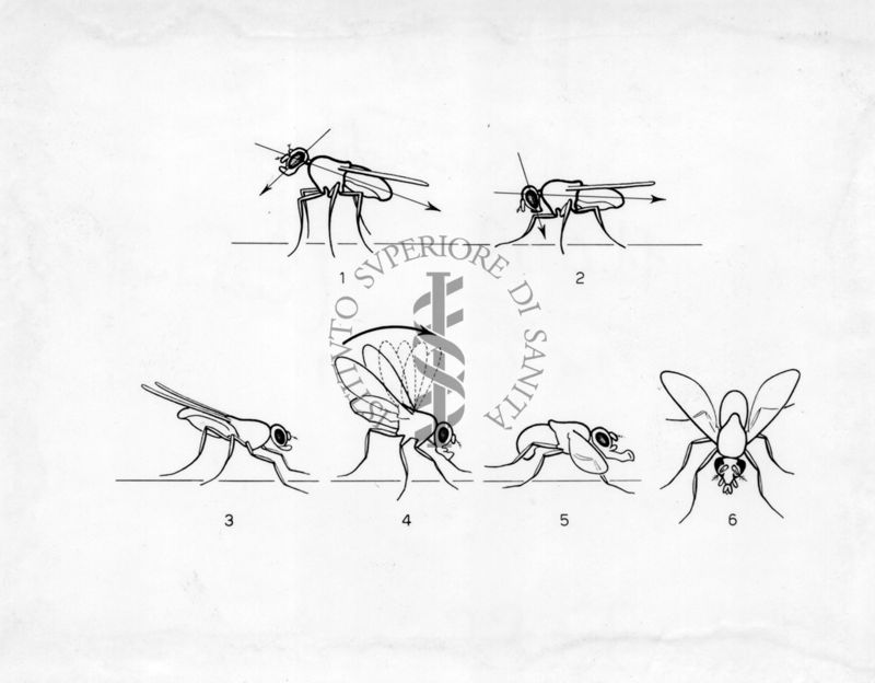 Deambulazione e corteggiamento semplice di Drosophila subobscura