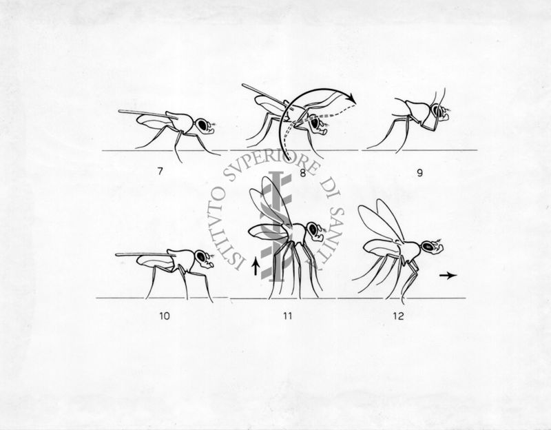 Corteggiamento elaborato della  Drosophila subobscura