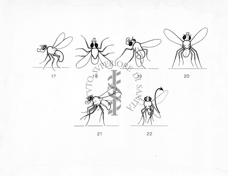 Comportamento aggressivo della  Drosophila sub-obscura  e Drosophila persimilis