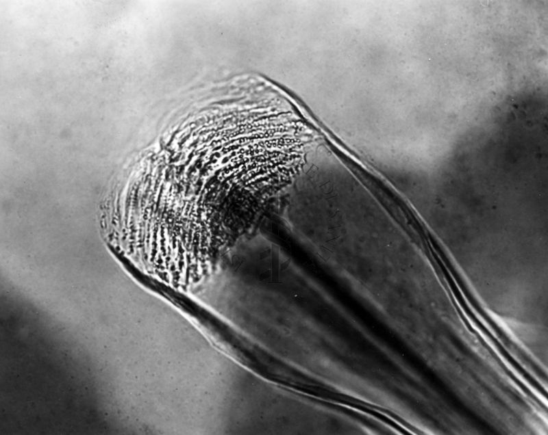 Differenze morfologiche fra le specie Ph. Perniciosus e Ph. Perfiliewi