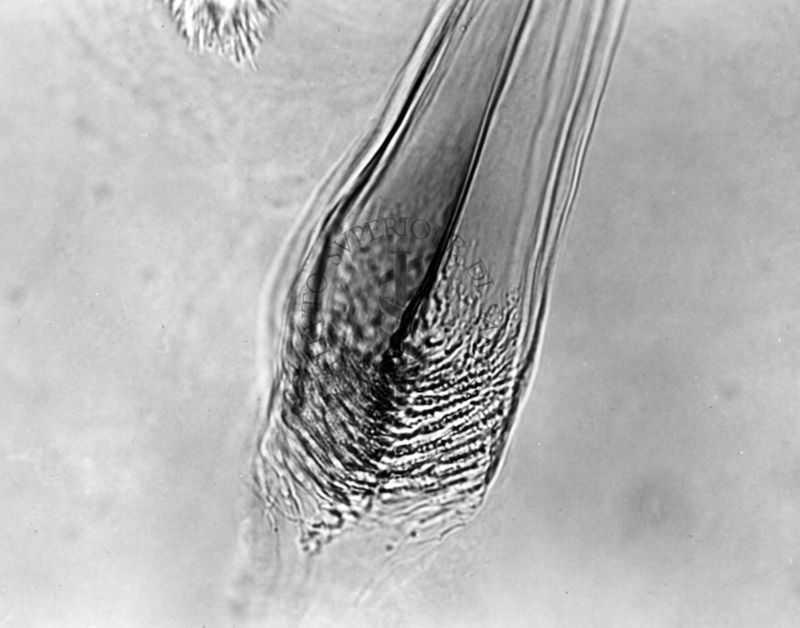 Differenze morfologiche fra le specie Ph. Perniciosus e Ph. Perfiliewi