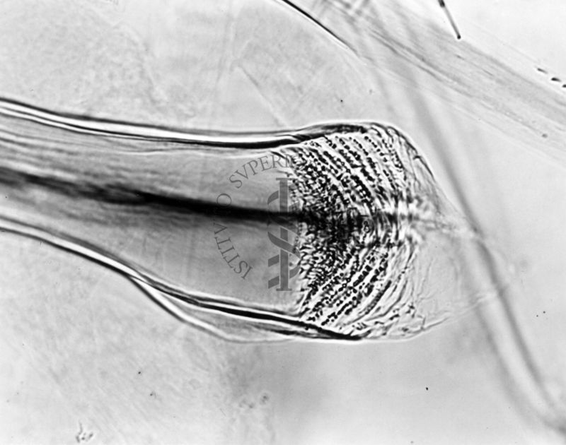 Differenze morfologiche fra le specie Ph. Perniciosus e Ph. Perfiliewi