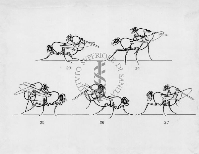 Posizione di copula in varie specie di Drosophila