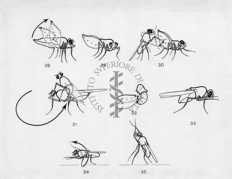 Posizione di copula in varie specie di Drosophila