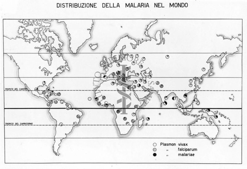 Cartogramma riguardante la distribuzione geografica della Malaria nel mondo divisa per tipologia di parassiti