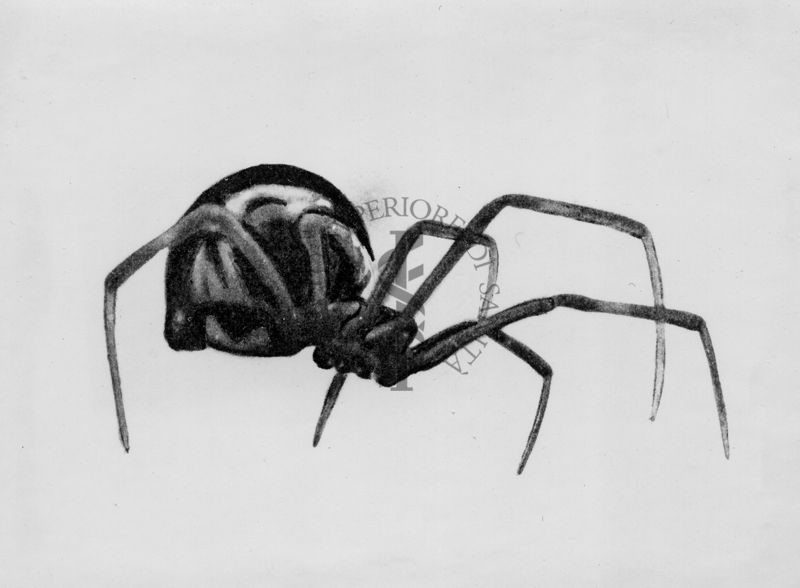 Latrodectus mactans