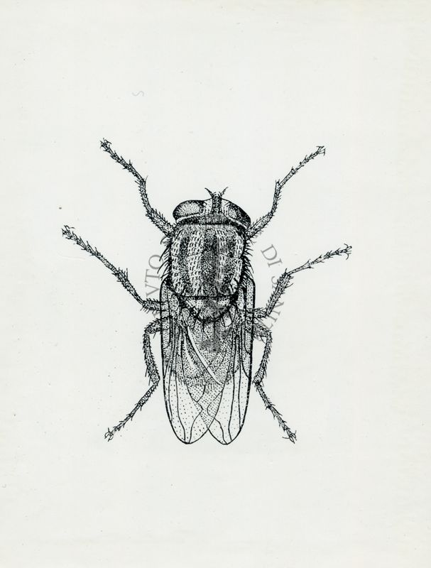 Cochliomyia hominivorax (secondo Byam and Archibald)