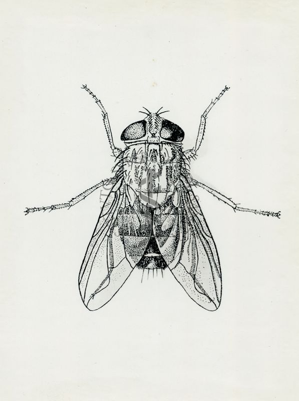 Cordylobia anthropophaga (secondo E.E. Austen)