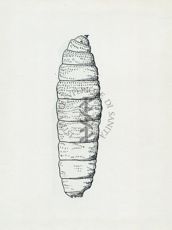 Larva di Cordylobia anthropophaga (secondo Brumpt)