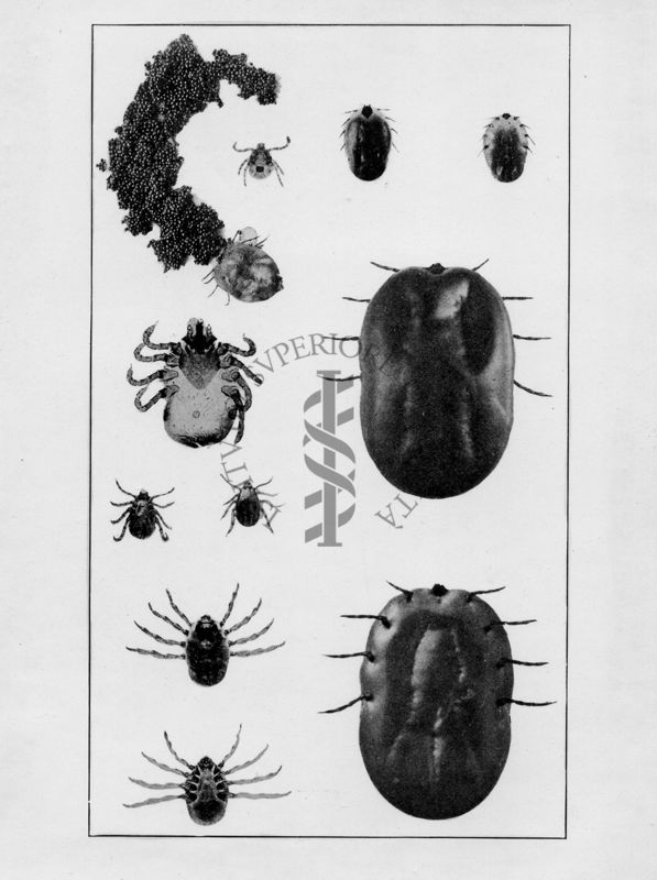 Immagini in diverse angolazioni di Margaropus annulatus