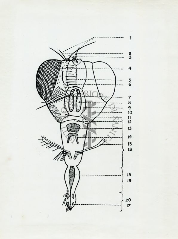 Testa di Calliphora erytrocephala